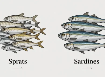 sprats vs sardines